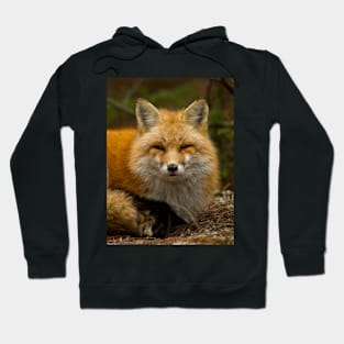 Red Fox Hoodie